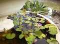 water lilly  Nymphaea